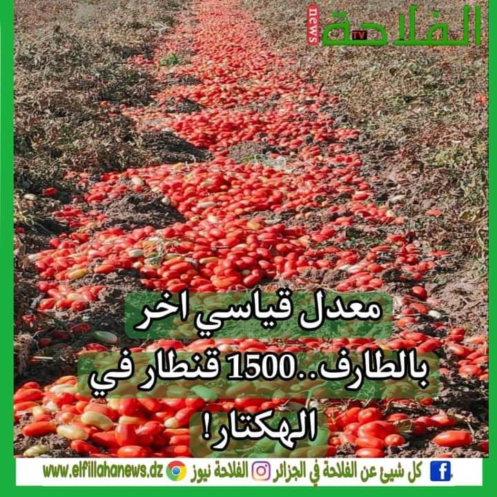 اللهم بارك وزد🤲🤲

🔴🔴أرقام قياسية في إنتاج الطماطم الصناعية ..والفلاحة التعاقدية تعطي نتائج كبيرة