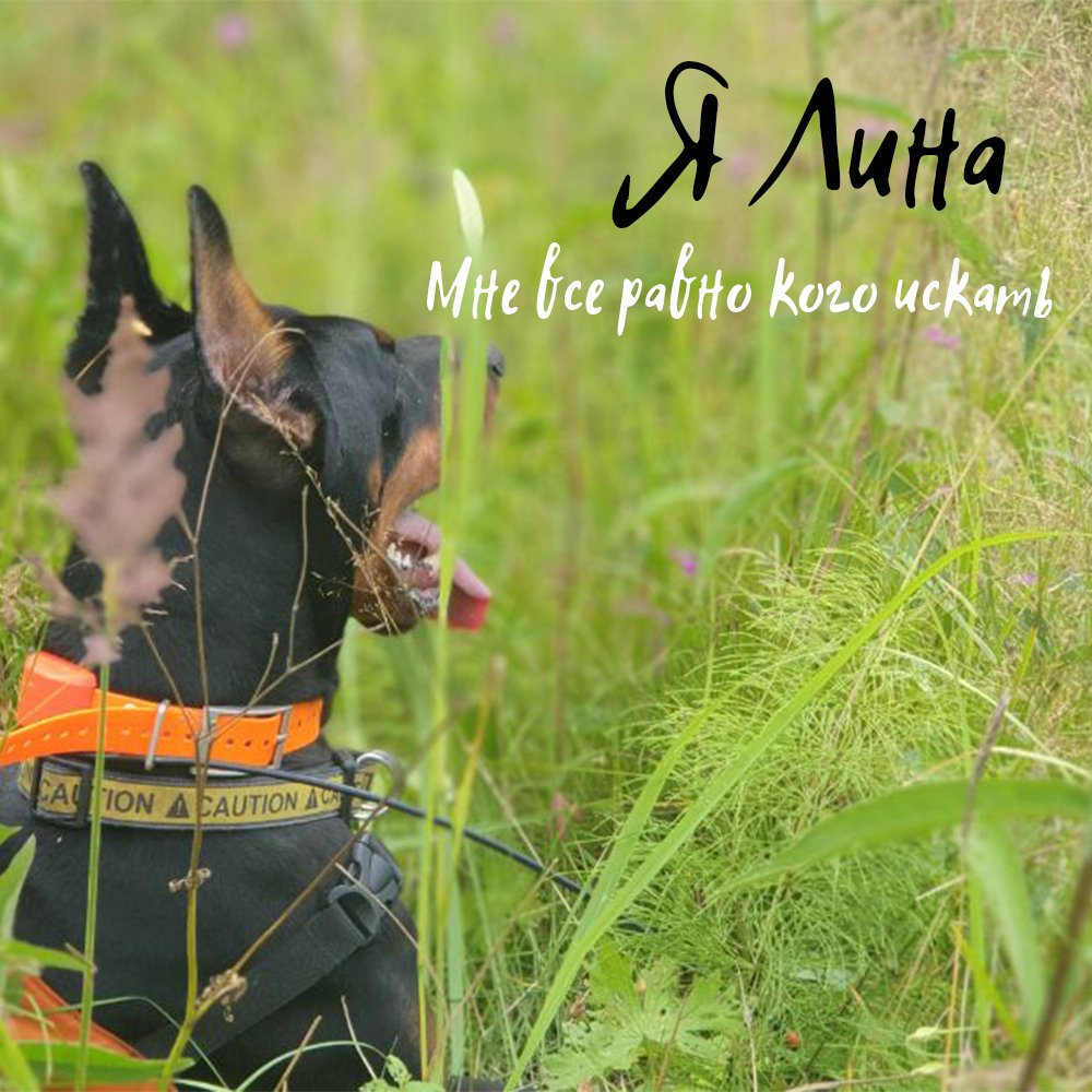 Про то, как Лина нашла статиста, которого мы не закладывали 😬 t.me/pss_dog/93