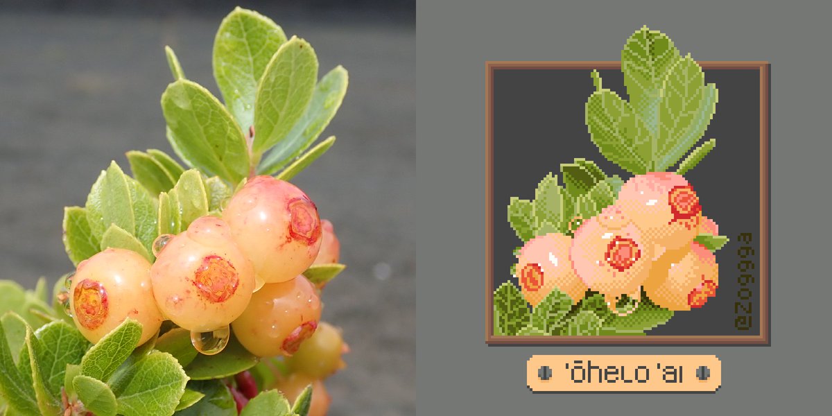 An art-study I did on stream yesterday.
The "'ōhelo 'ai" plant I took a picture of while I was in Hawaii.
 
#pixelart #artstudy