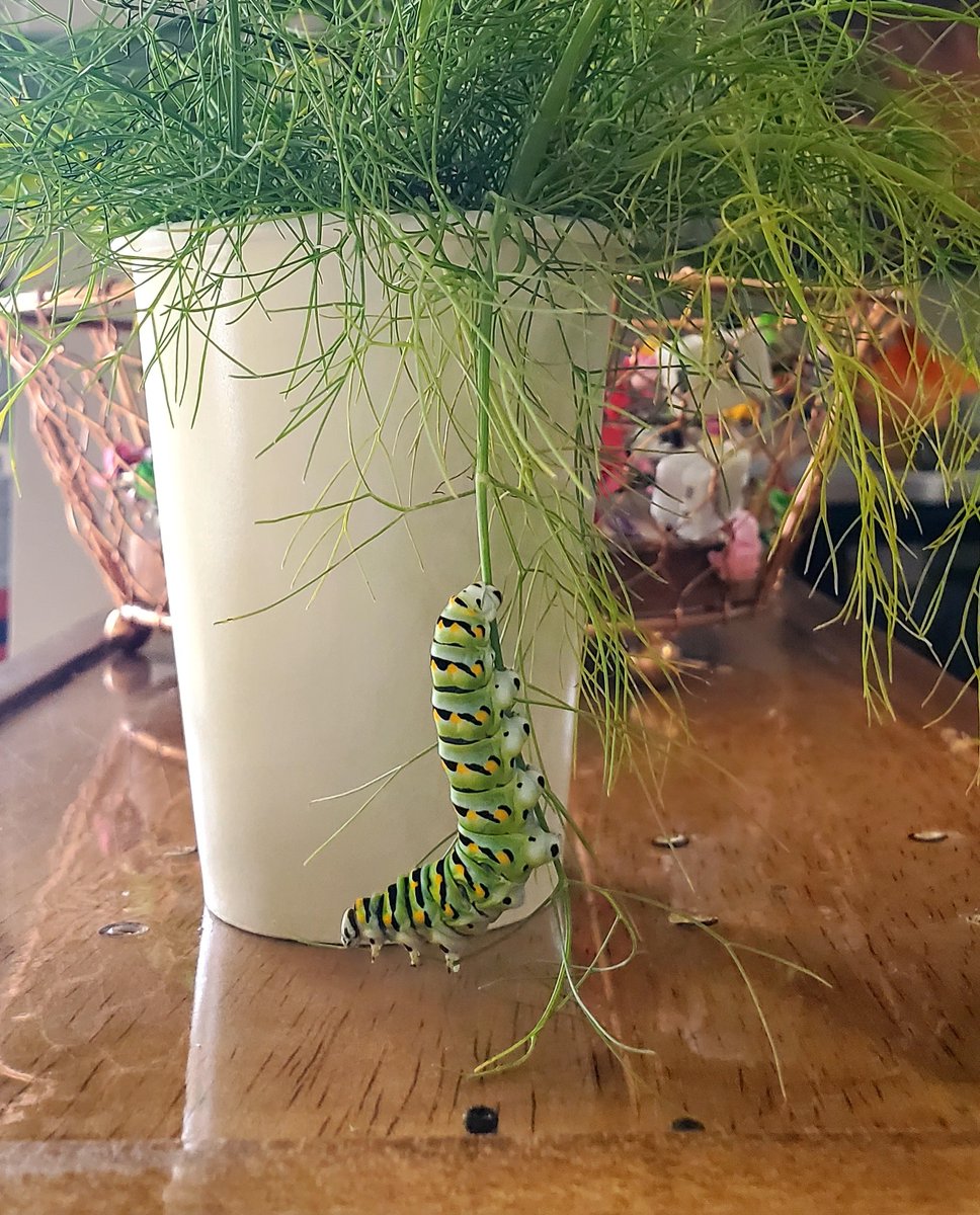 SpiritWellSL's tweet image. Metamorphosis Happens Here - Part 3 🦋 | Our curious caterpillar friend got in plenty of exercise, ate plenty of delicious greenery and grew bigger and bigger! 🐛🧡✨ #spiritwell #metamorphosis