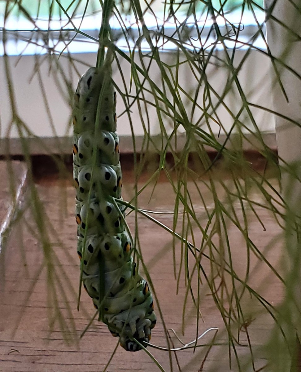 SpiritWellSL's tweet image. Metamorphosis Happens Here - Part 3 🦋 | Our curious caterpillar friend got in plenty of exercise, ate plenty of delicious greenery and grew bigger and bigger! 🐛🧡✨ #spiritwell #metamorphosis