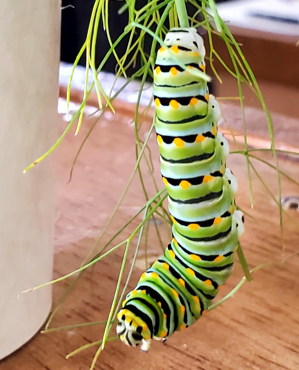 SpiritWellSL's tweet image. Metamorphosis Happens Here - Part 3 🦋 | Our curious caterpillar friend got in plenty of exercise, ate plenty of delicious greenery and grew bigger and bigger! 🐛🧡✨ #spiritwell #metamorphosis