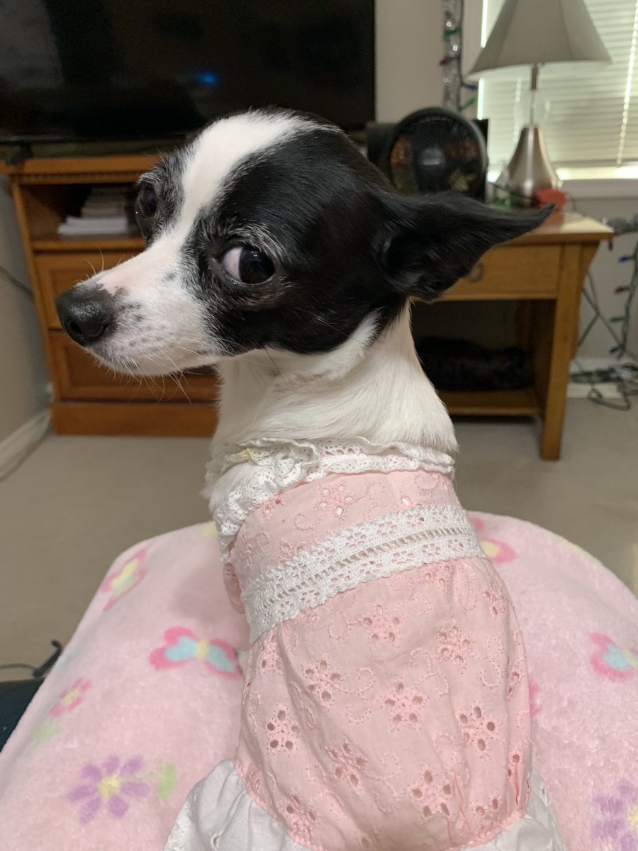 Puppymom91's tweet photo. Hiya eberypawdiez! Happy Sunshiny Sunday Funday! I, Princess Di-Di am going a long car ride today to watch Conor fly his drone. Have a pawtabulous day! Loviez and kizziez! ❎🅾️💖😘💞🤗🐾👑🦋☀️🌸🚗😍 #sundayfunday #dogsoftwitter #princessdidi #tripawdlife #tripawdchihuahua https://t.co/vUR8cFKNID