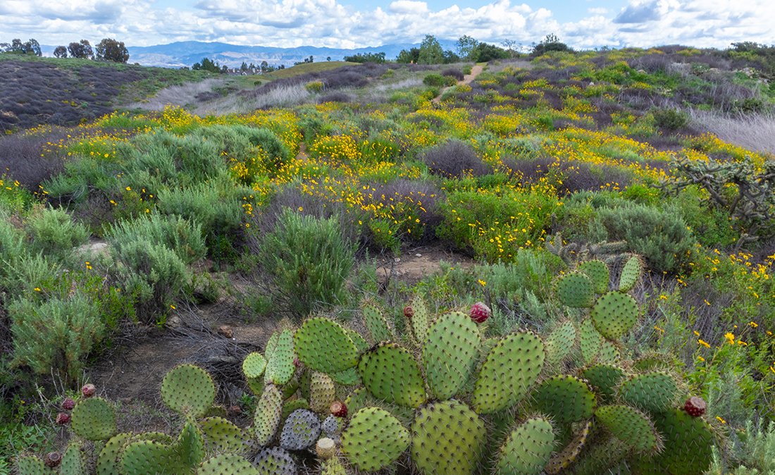 UCIBioSci's tweet photo. Happy Sunday! Check out this awesome image of the UCI Ecological Preserve which, in addition to being beautiful, has seen extensive research efforts over the years... (photo credit: Ian Parker, Ian Parker Lab) #UCIBioSci #UCI #Sunday https://t.co/5016wyAFSv