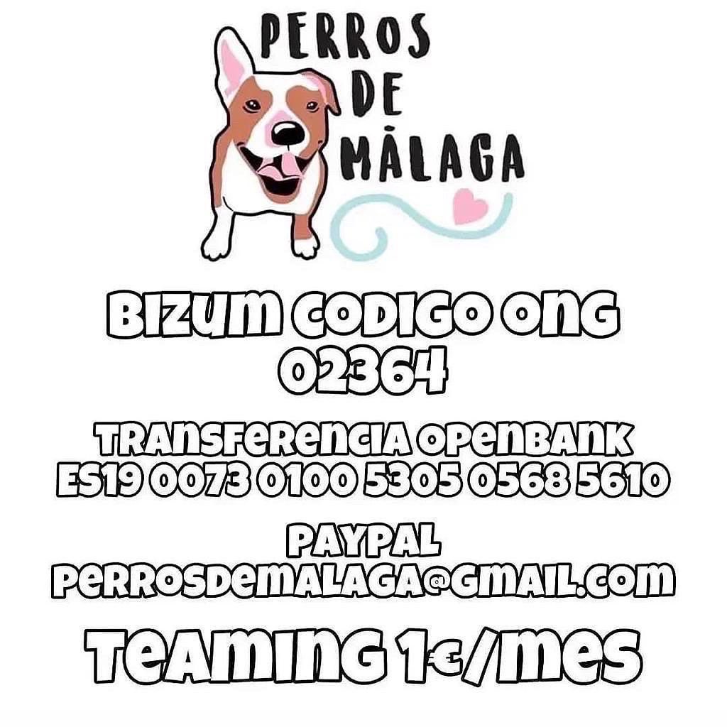 perrosdemalaga's tweet image. Nuestra pequeña vampi está luchando contra el parvo, tu puedes pequeña 🙏🏼❤️‍🩹
Estamos hasta el cuello de gastos, tenemos más de 3000€ en deudas...
Tenemos un sorteo activo (publicado en nuestro perfil) 
Tambien nos puedes ayudar con un rt o compartiendo nuestras publicaciones ❤️‍🩹