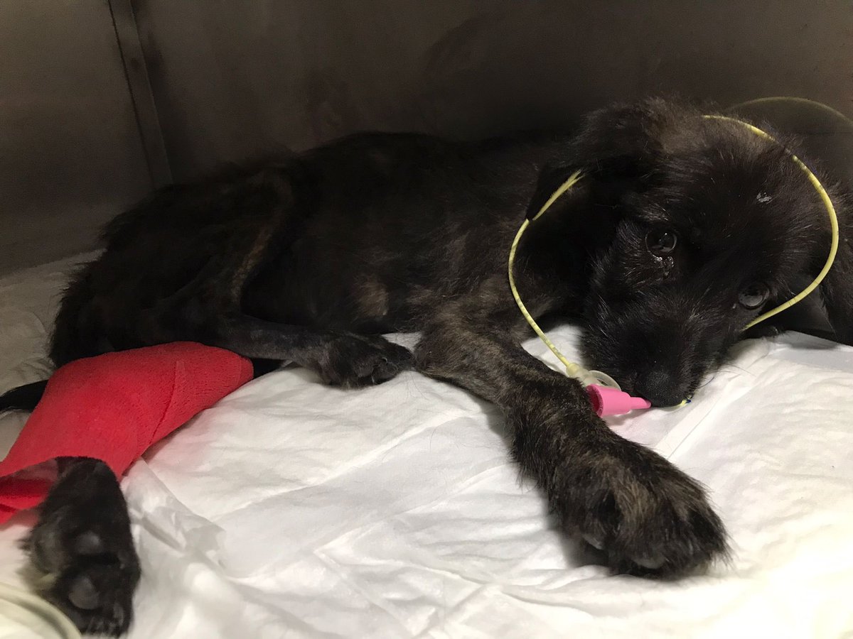 perrosdemalaga's tweet image. Nuestra pequeña vampi está luchando contra el parvo, tu puedes pequeña 🙏🏼❤️‍🩹
Estamos hasta el cuello de gastos, tenemos más de 3000€ en deudas...
Tenemos un sorteo activo (publicado en nuestro perfil) 
Tambien nos puedes ayudar con un rt o compartiendo nuestras publicaciones ❤️‍🩹