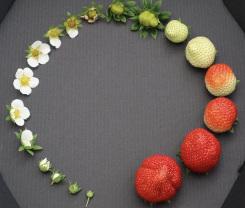 Just saw this somewhere, and found it fascinating!#TheLifeCycleOfaStrawberry 🍓