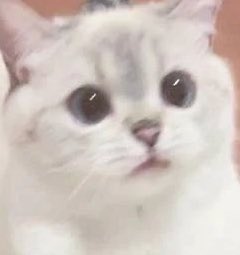 ؘ (@jjunnicat) on Twitter photo 