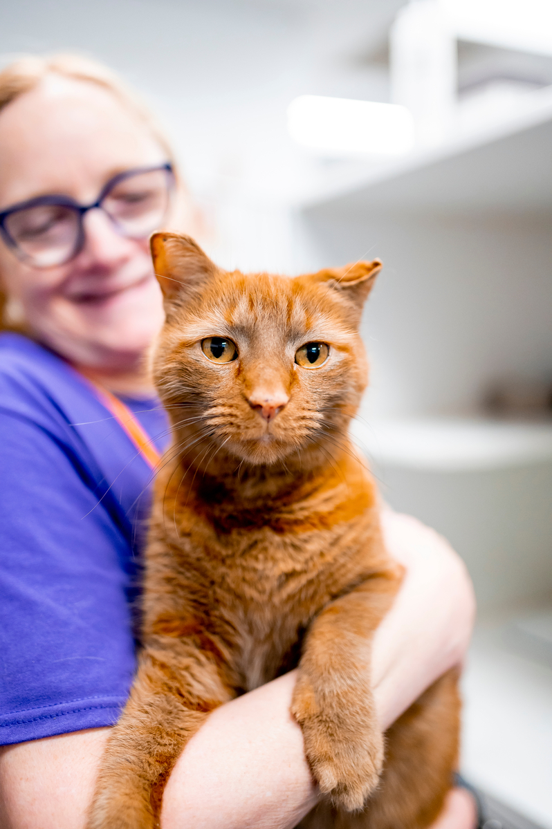 Can Declawed Cats Catch Mice
