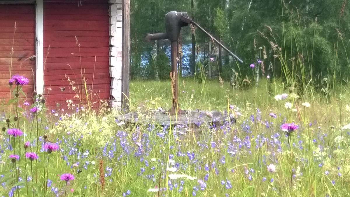#Saimaa'n Pihlajaveden Turponsaaren #perinneniitty niitetään la 30.7. ja kuivahtanut + siementänyt niitos haravoidaan pois la 6.8. Ympäristön hoidosta kiinnostuneille mahdollisuus konkreettiseen #luonnossuojelu'un. Tervetuloa! retkitoverit.fi #luonto #kasvit #Savonlinna