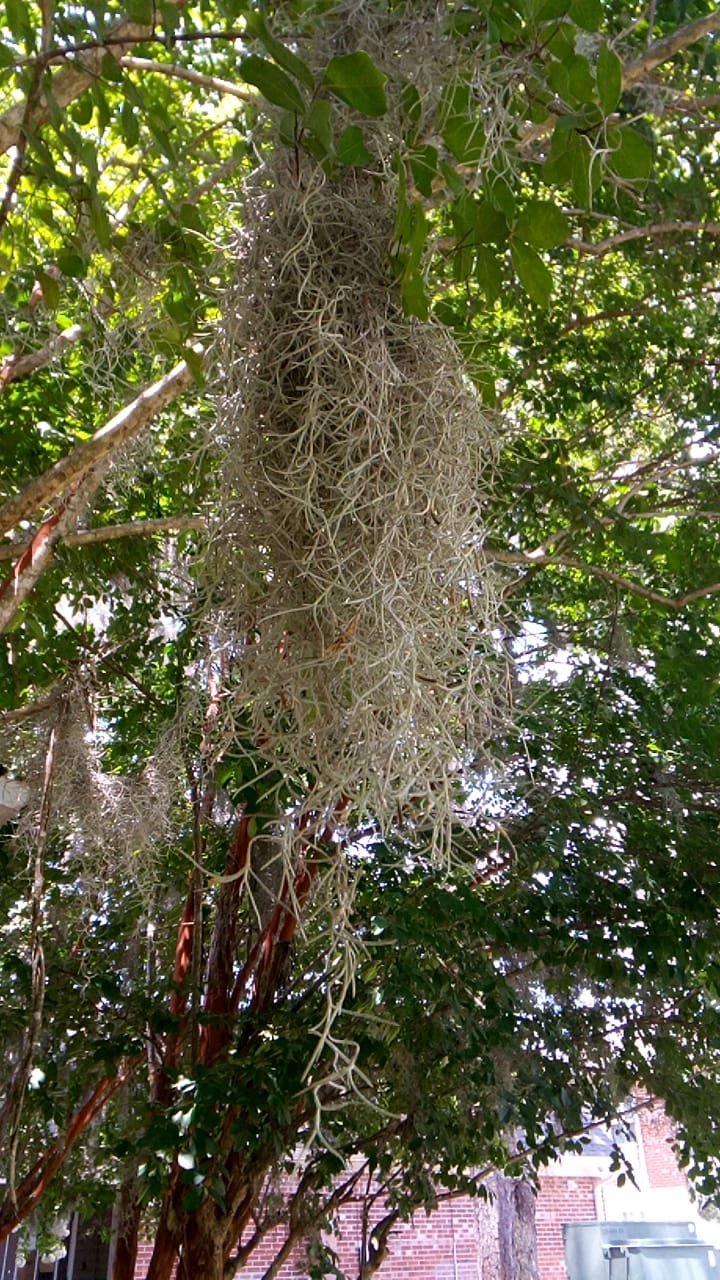 𝓝𝓲𝓬𝓸𝓵𝓮 🌳🐿️🐦🌼🌿 on Twitter "A close up of the Spanish moss. This is