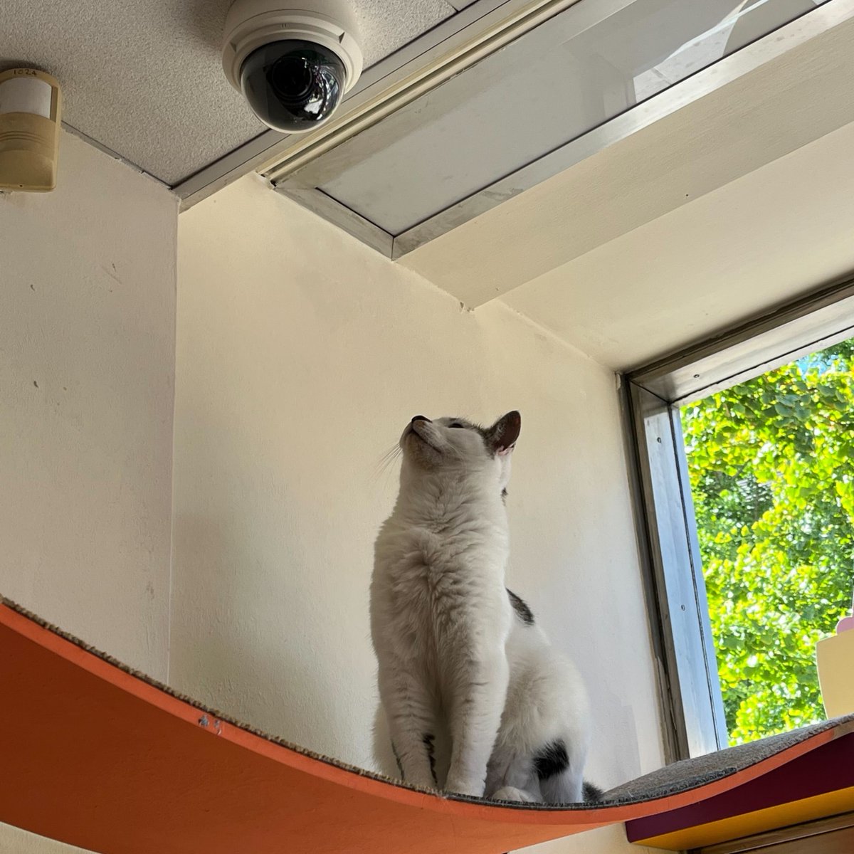 KittyCafeUK1's tweet photo. Sunday Selfie! send us a picture of you and your cats! Way up high with Ralph in our Nottingham Cafe! ๐พ
#kittycafe #cats #catsofinstagram #Nottingham #Nottsuni #Nottslife #cafe #sundayselfie #ralph https://t.co/AywDGwjiAf