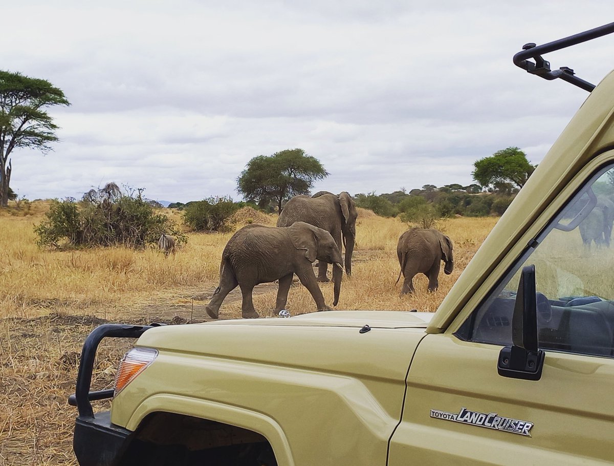 shamaleexptours's tweet photo. The dry season in Tarangire national park  is better season to see a land Mammal in the park for example Elephants

📷 Prince Shamale 

#tarangirenationalpark #visit #africa #welcome #travelphotography #europe #voyage #ViajeSeguro2022 https://t.co/knphqZS4FY