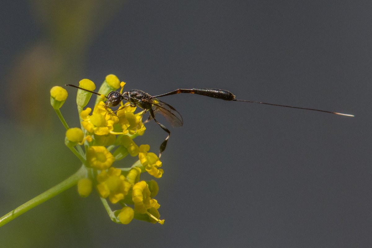 PetitRmy1's tweet photo. The wild fennels #Foeniculumvulgare in my garden are in full bloom, attracting plenty of beautiful wasps: paper wasps #Polistesdominula, potter wasps #Eumenes, square-headed wasps #Lesticaclypeata, carrot wasps #Gasteruption https://t.co/832mMNk4Yg