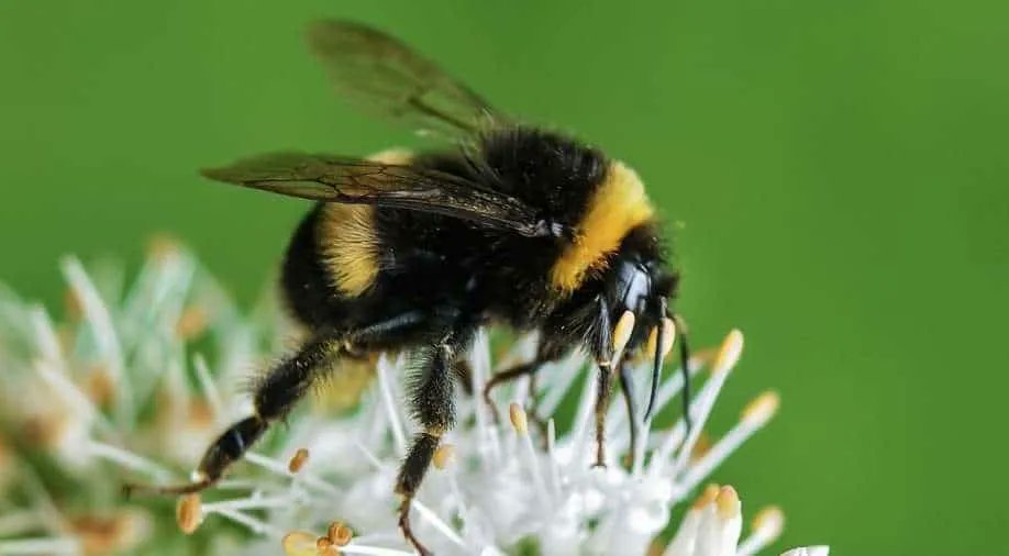 Is it a bird? is it a fish? No, its a bee! 🐦 🐠 🐝 buff.ly/3cqZ7zt #bees