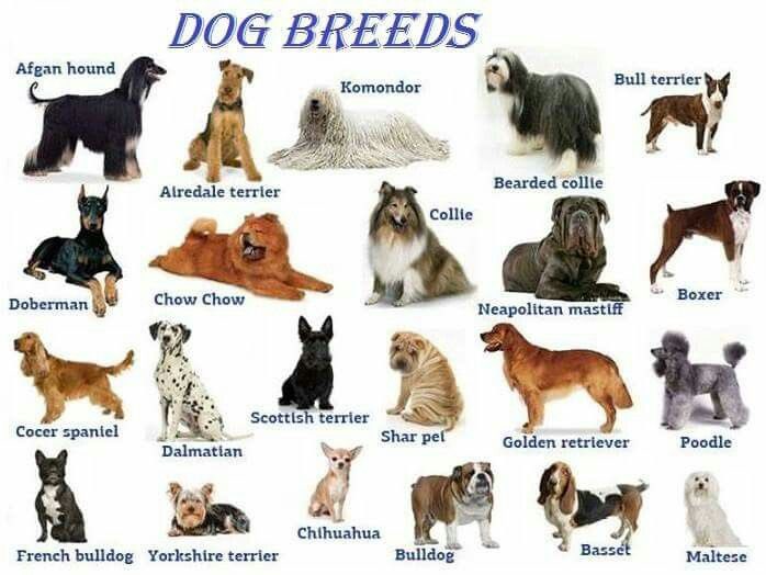 EveryRightTo's tweet photo. What’s your favorite dog breed? https://t.co/aZIxnCqlpH