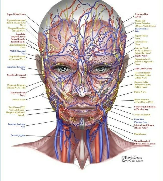 Pretty and comprehensive  illustration of facial nerves, veins, arteries from Kevin  Cease.