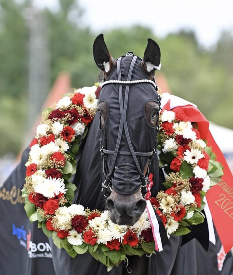 StallWajersten's tweet image. 🌟🌟Great Skills 🌟🌟
vinner Stochampionatet 2022!

Snabb start vilket resulterade i rygg ledaren, in på upploppet kom luckan och fantastiska Greta kunde avgöra på linjen! 

Segertid: 12,5a 2640m (nytt svenskt rekord) 
Ägare: Bro Byggnads AB
Skötare: Martina Gilljam