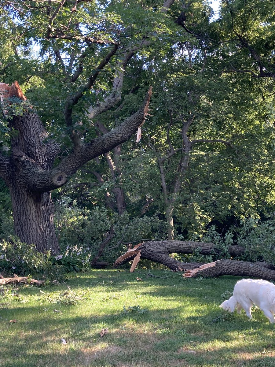richstoffers's tweet photo. No! Not our majestic, old, old OAK TREE! No! #BackyardMess #OldOakTreeDown #Bummed https://t.co/dBKP58cwV3