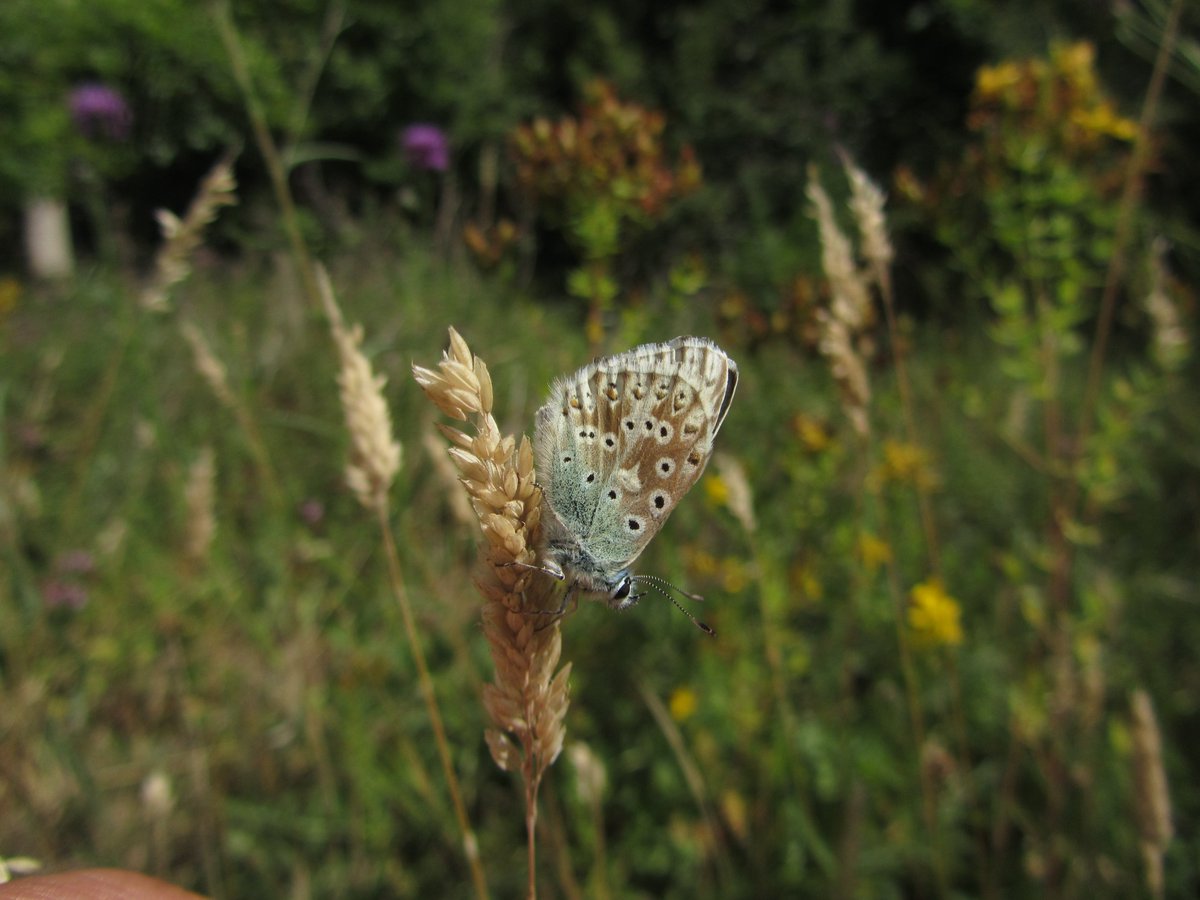 DavidKentNature's tweet photo. Quick look at the specialist butterflies at Queendown Warren, reasonable numbers of Chalkhill Blue, Marbled White, handful of Adonis Blue, no Silver Spotted spotted (early). Very dry as expected, plants stunted, but ok numbers of bumblebees.
#Butterflies #chalkdowns #kent https://t.co/ZGOikIJQCX