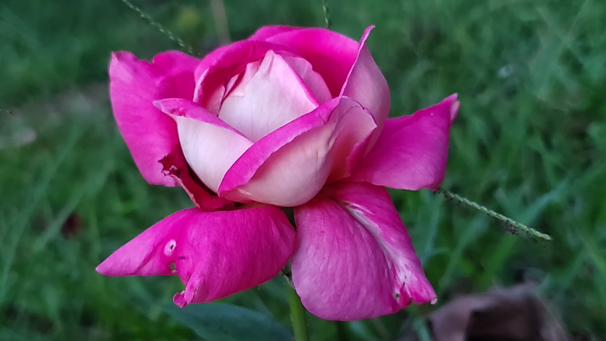 TSvetlanab's tweet photo. Here's some #SundayRoses to brighten a gloomy TL😃🌹
TL: Oklahoma
TR: Tequila Sunrise
BL: Dream Come True
BR: Flaming Peace
#roses #flowerphotography https://t.co/AzEO5c9Pm8