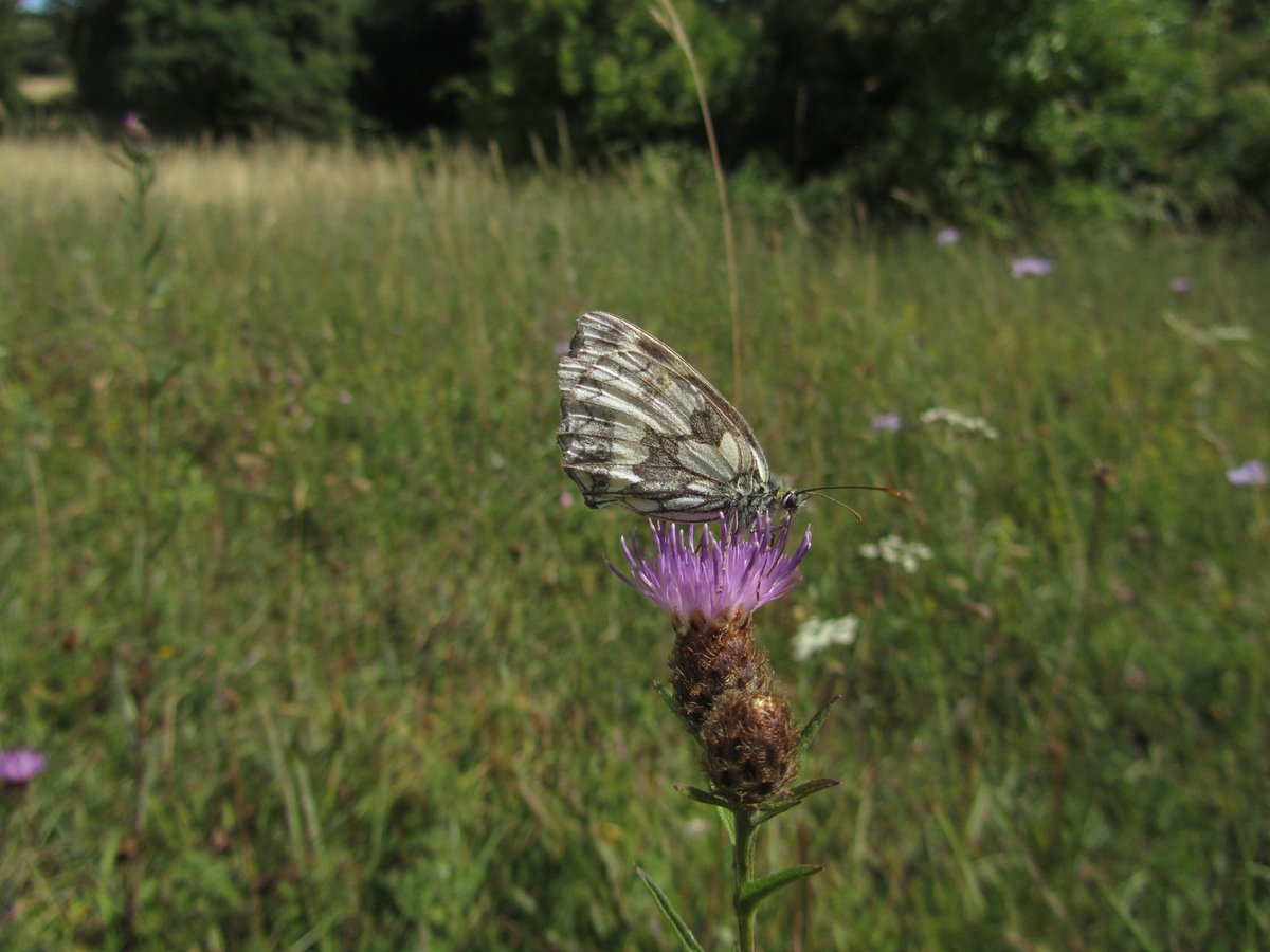 DavidKentNature's tweet photo. Quick look at the specialist butterflies at Queendown Warren, reasonable numbers of Chalkhill Blue, Marbled White, handful of Adonis Blue, no Silver Spotted spotted (early). Very dry as expected, plants stunted, but ok numbers of bumblebees.
#Butterflies #chalkdowns #kent https://t.co/ZGOikIJQCX
