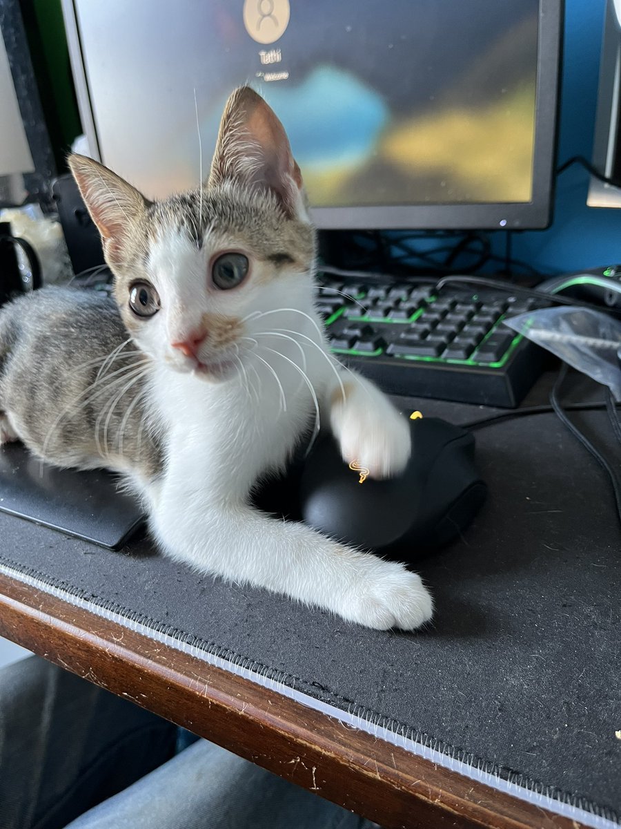 crits4cats's tweet photo. Applications are currently being accepted for every cat in foster with me now: Croquette &amp; Hashbrown, Gracie, Tatertot, and Rexy (who has been here 4 months without a single app). If you’re in the Mid-Atlantic US, DM me for an application to adopt one our very sweet kitties! https://t.co/9yyQzL2lvC