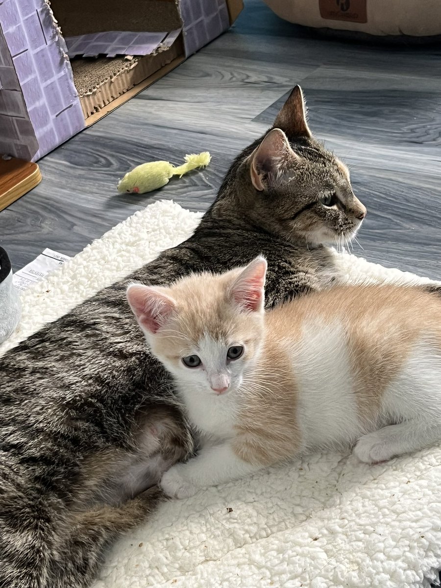 crits4cats's tweet photo. Applications are currently being accepted for every cat in foster with me now: Croquette &amp; Hashbrown, Gracie, Tatertot, and Rexy (who has been here 4 months without a single app). If you’re in the Mid-Atlantic US, DM me for an application to adopt one our very sweet kitties! https://t.co/9yyQzL2lvC