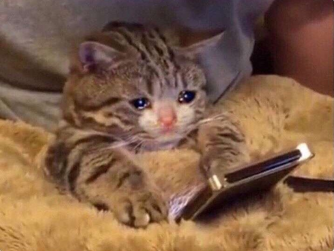 a meme of a crying kitten with their phone in bed