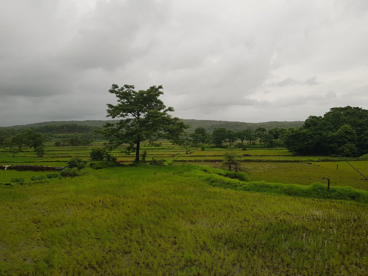 I meet the nicest people when wandering around the small roads. This man and his family were working on their rice fields in Patneshwar, #Maharashtra