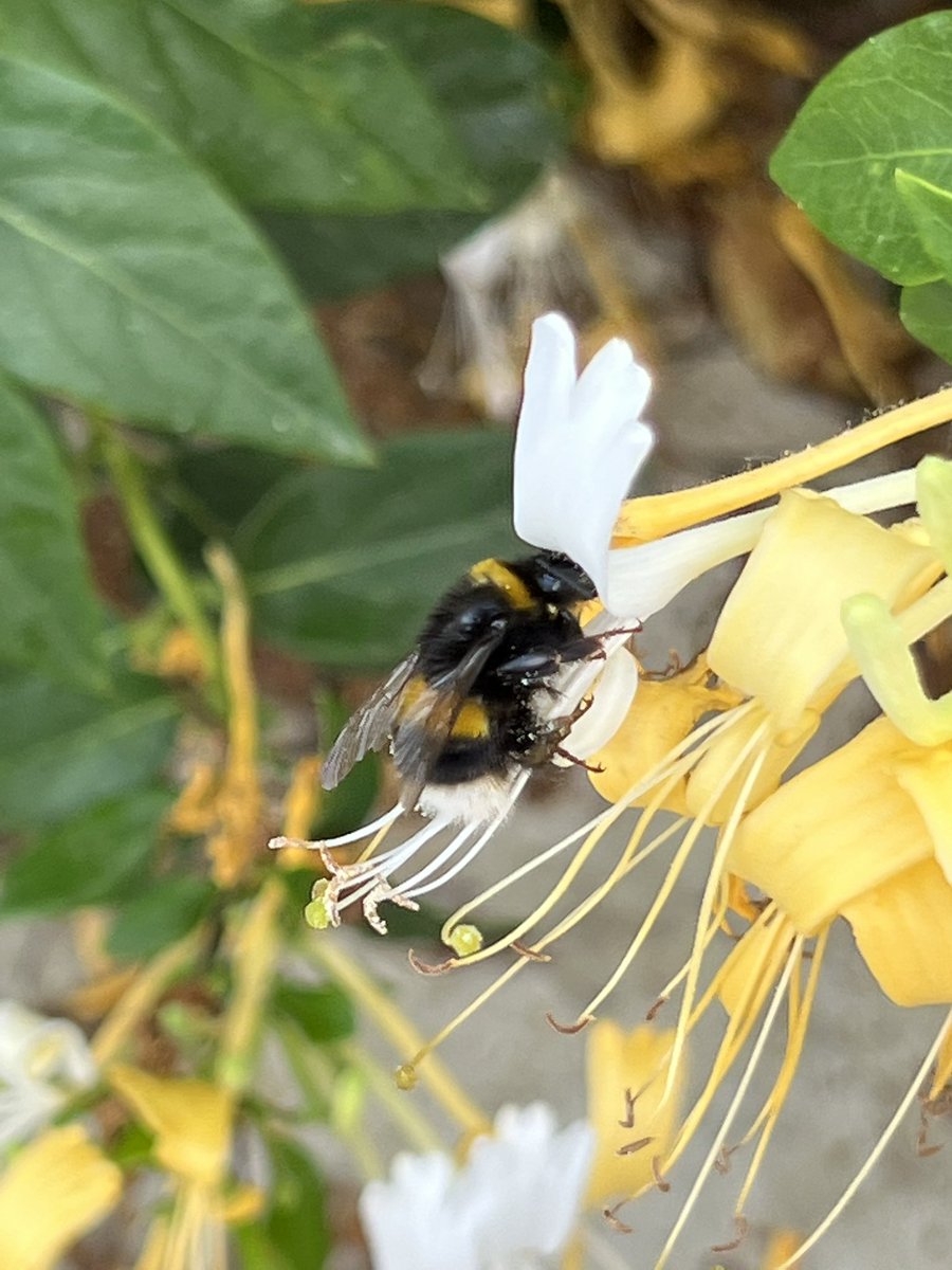 Rocinante_2350's tweet image. #principlesofflight