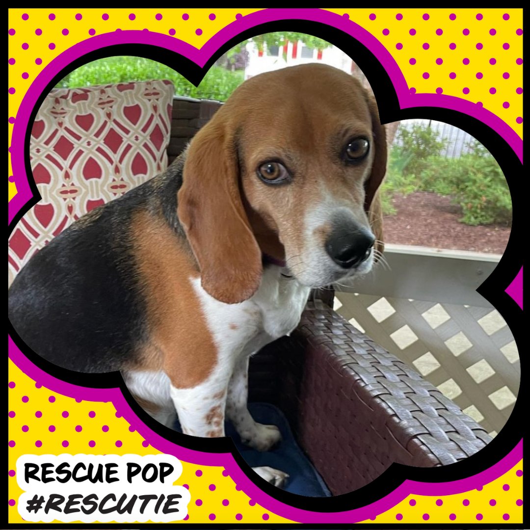 RescuePopPets's tweet photo. Happy Sunday! It's the pawfect time for a #RescuePopRescutie! 

👋Meet #RescueBeagle Phyllis who loves field hockey! 

🔗Learn about #Beagles! https://t.co/kzQ3klHBO6

#RescuePop #AdoptDontShop #UltimuttGuide #PetAdoptionGuide #rescuebeaglelove #ilovebeagles #pupoftheday https://t.co/5OyCHJqehF