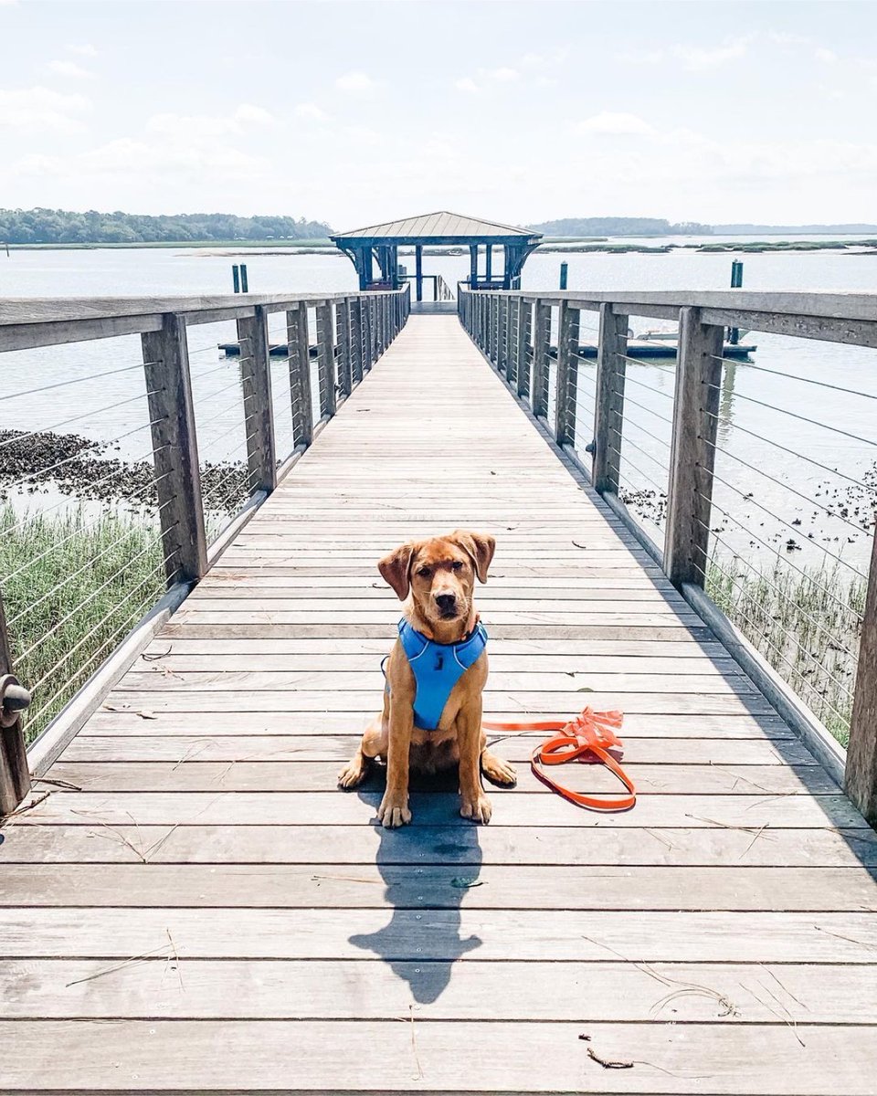 You’re not the only one who loves exploring 20,000 acres of the Bluff’s wildly beautiful landscape. 🐾

📸:@thelandgallivanter