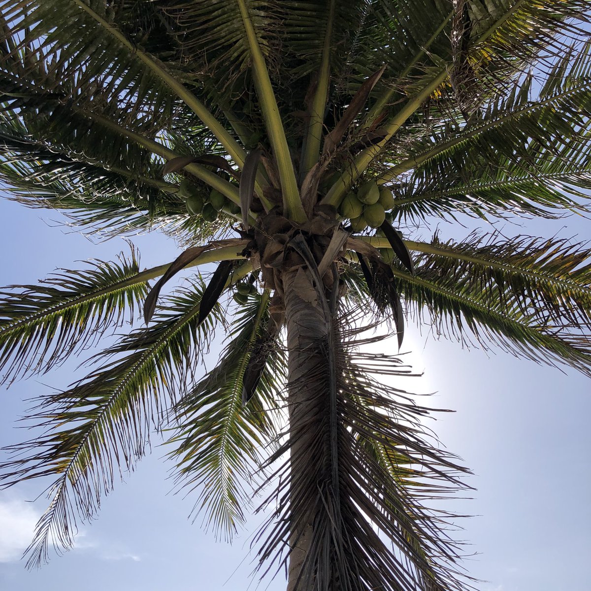 <a href="/GAiluminacionMX/">GAiluminacionMX</a> #luznatural #somosunagrannación🇲🇽