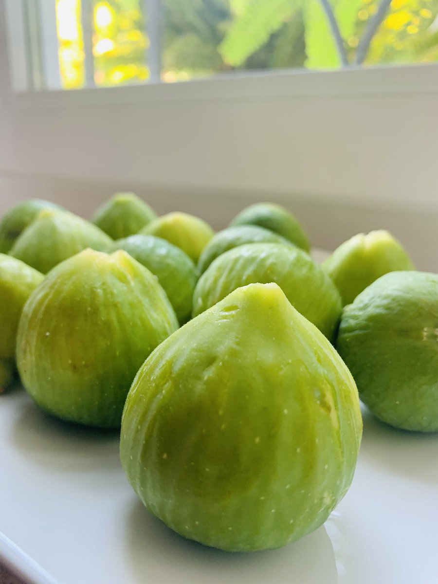 Nikola Jelić tweet media