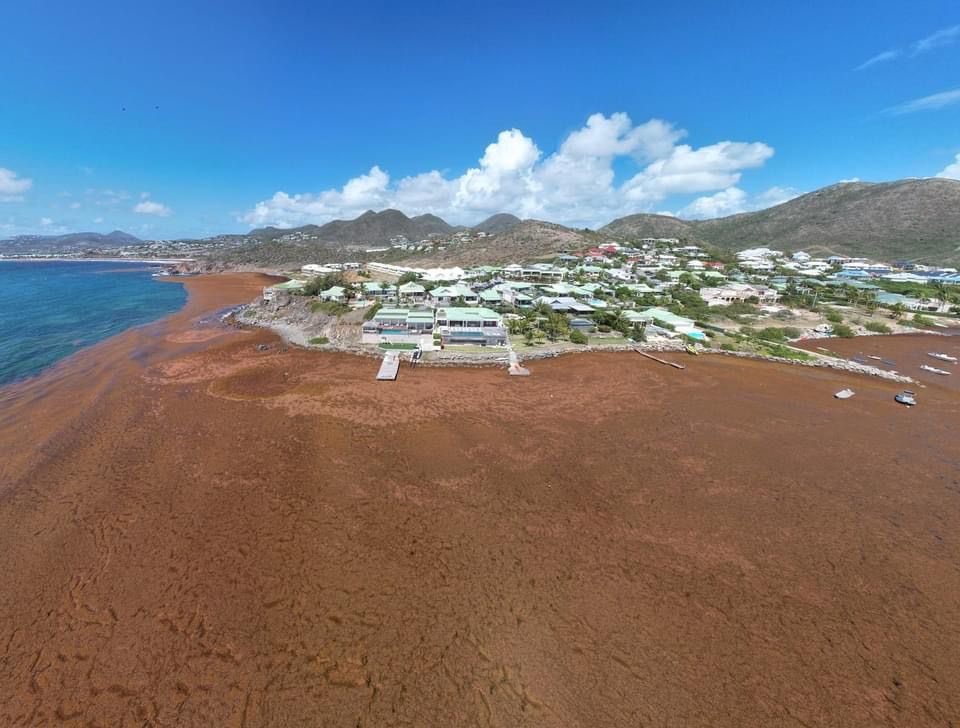 StimpflingEric's tweet photo. #Sargasses 🛑🛑🛑 Cul de Sac, embarcadère pour l’îlet Pinel #SaintMartin #FWI 
@guadeloupela1e @SargaMonitoring https://t.co/6jrdJIERW8