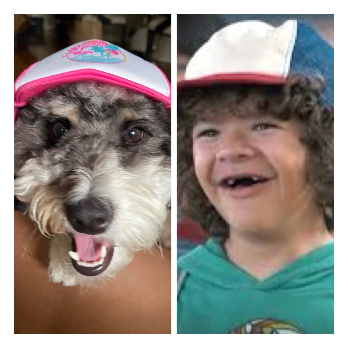 I’m jus saying! Dogpelganger!
<a href="/jimmyfallon/">Jimmy Fallon</a> <a href="/GatenM123/">Gaten Matarazzo</a>