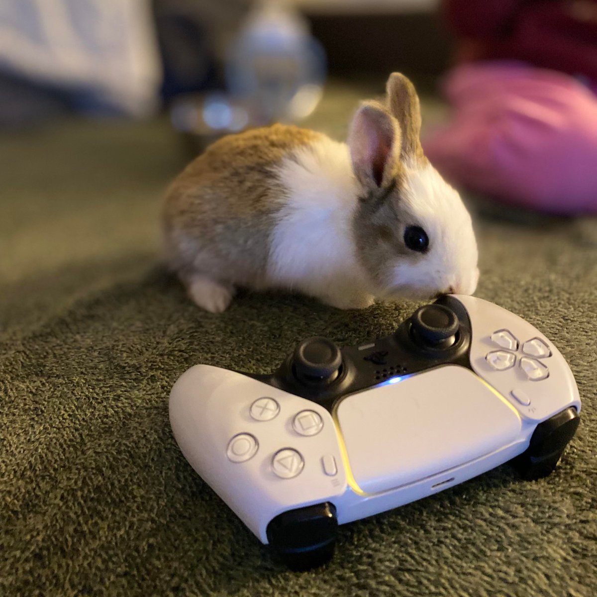 ₍ᐢ. ̫.ᐢ₎ (@hourlysoobun) on Twitter photo 