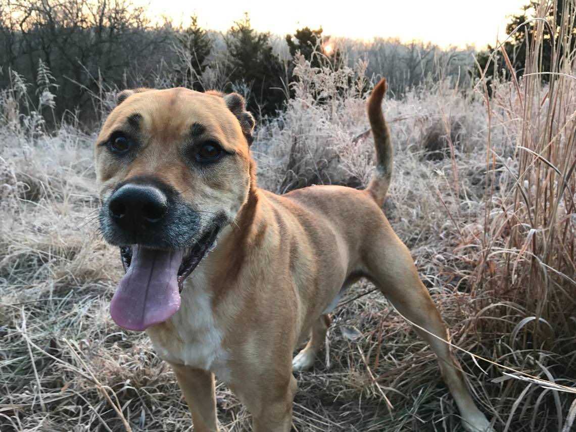 pgrathoff's tweet image. My dog Henry died earlier this month, and I wrote this tribute to him.
kansascity.com/sports/spt-col…