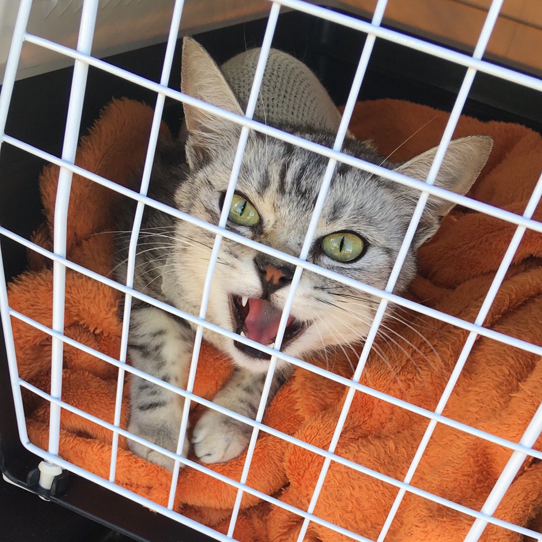 YawningDemons's tweet image. Not a fan of vets, Miss Puffie #possesedcats