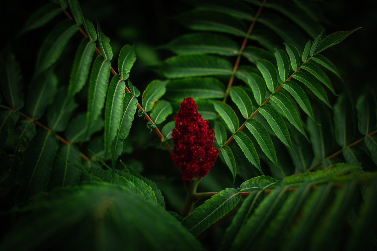 KristinaBriedis's tweet photo. If Baltic mythology is something you're into (or it just tickled you seeing this), check out my blog on the cheeky and magical #FernFlower: https://t.co/SRy7uRNp7I
#writerscommunity #baltic #mythology #latvian #BookReviews #amwriting #amwritingfantasy #amquerying #writerslife https://t.co/qEzNeFEtKa