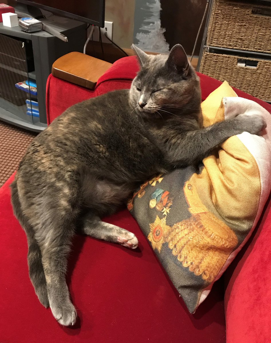 Darwinnernz's tweet photo. Is your moggy safe for local wildlife? Postgrad Andrew Wells looks at what our cats are up to in a new @ecolincnz article at https://t.co/14ni8JoTSJ #ECOL608 @LincolnUniNZ https://t.co/2uEdoCPSYc