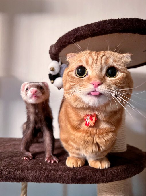 マンチカンとフェレットの兄妹が朝から Wペロり おそろいのしぐさがたまらなくかわいい ねとらぼ