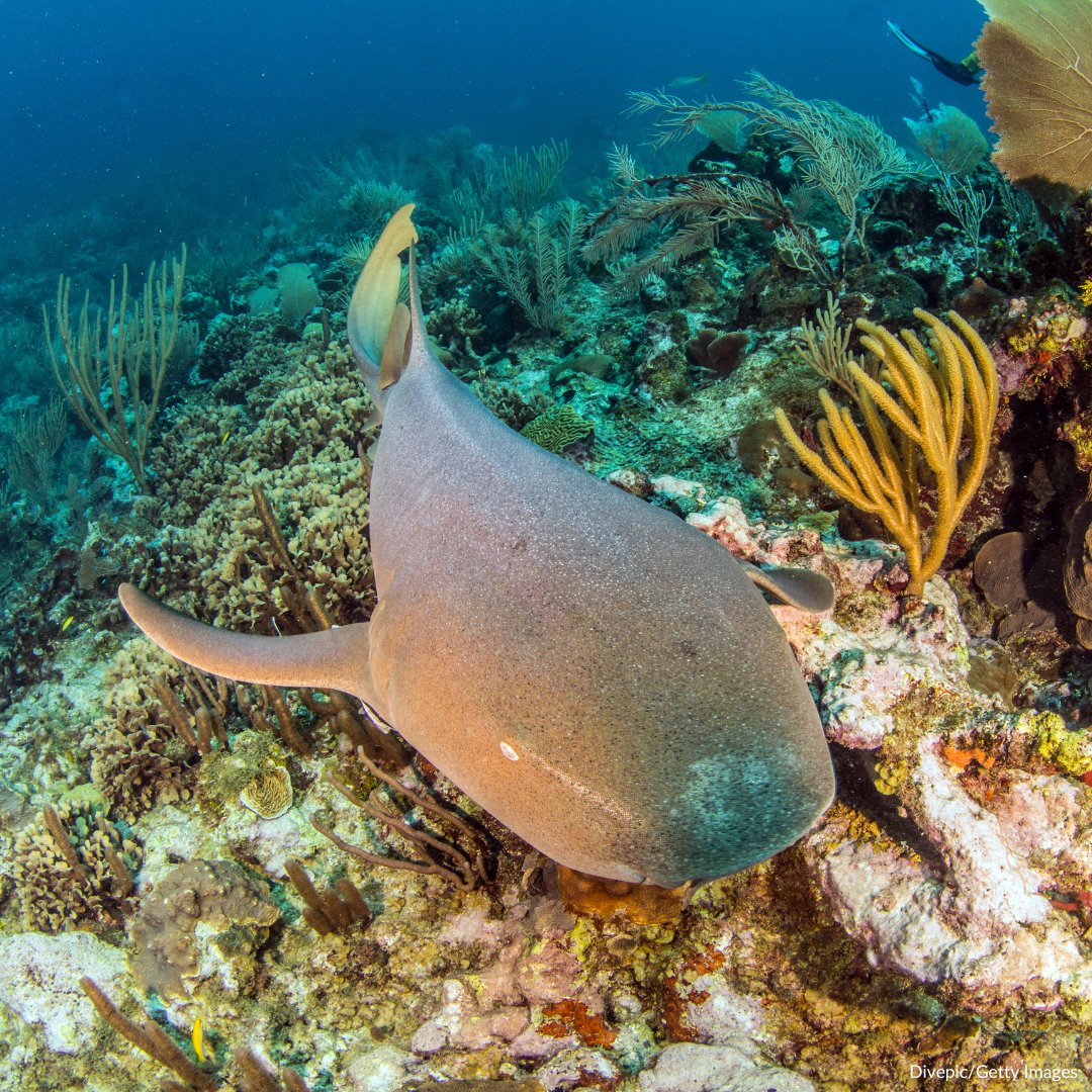Oceana Belize tweet media