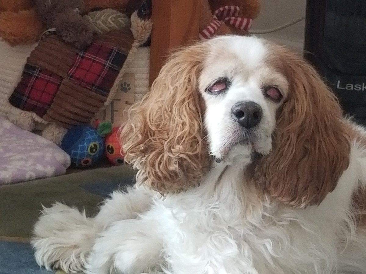 poddict's tweet image. My poor pup's eye infection has turned her into a zombie 😭