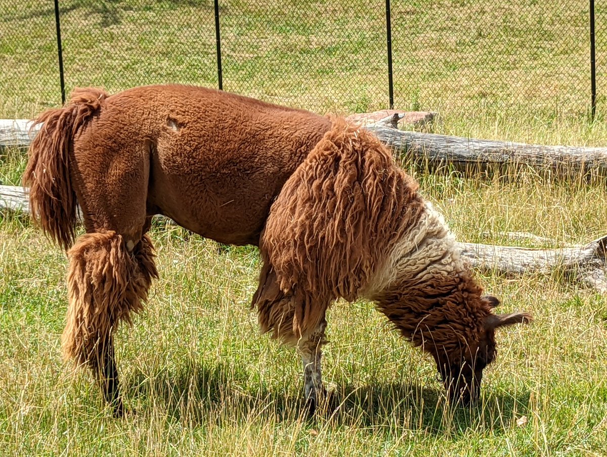 Basicpotato0's tweet image. Oh, right. The poison. The poison for Kuzco, the poison chosen especially to kill Kuzco, Kuzco's poison.