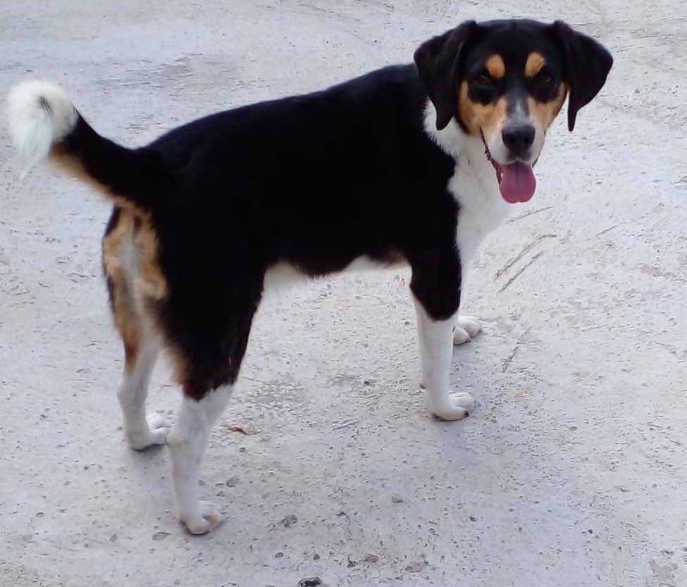 D I A N A 🐕 🐾 ❤️ (@diana_dfc) on Twitter photo Chéster en adopción responsable aprox 1.5 años talla med, súper sociable y amoroso, quien se anima a darle una oportunidad?RT <a href="/perrososmx/">🅿🅴🆁🆁🅾🆂🅾🆂🅼🆇</a> <a href="/acano52/">Arturo</a> <a href="/MascotasSismo/">Mascotas Sismo</a> <a href="/JerrxG13/">Jerrx Galicia</a> <a href="/_PatriciaAnaya/">Amo a los Perros</a> <a href="/patyzzy/">Paty</a> <a href="/mayumiguillen/">Mayú Guillén 🇲🇽🇺🇦</a> <a href="/EsEstra/">A L I 🐾</a> <a href="/PaolaFrida/">ρασℓα </a> <a href="/ERIFERCA/">Eri Fernandez</a> <a href="/mascotamx/">Adopta una mascota</a> <a href="/iztalccihuatl/">Mary Sandoval 6476❤**</a> <a href="/CasLaaU/">Soy Lau. 💜🍉</a> Chéster en adopción responsable aprox 1.5 años talla med, súper sociable y amoroso, quien se anima a darle una oportunidad?RT <a href="/perrososmx/">🅿🅴🆁🆁🅾🆂🅾🆂🅼🆇</a> <a href="/acano52/">Arturo</a> <a href="/MascotasSismo/">Mascotas Sismo</a> <a href="/JerrxG13/">Jerrx Galicia</a> <a href="/_PatriciaAnaya/">Amo a los Perros</a> <a href="/patyzzy/">Paty</a> <a href="/mayumiguillen/">Mayú Guillén 🇲🇽🇺🇦</a> <a href="/EsEstra/">A L I 🐾</a> <a href="/PaolaFrida/">ρασℓα </a> <a href="/ERIFERCA/">Eri Fernandez</a> <a href="/mascotamx/">Adopta una mascota</a> <a href="/iztalccihuatl/">Mary Sandoval 6476❤**</a> <a href="/CasLaaU/">Soy Lau. 💜🍉</a>