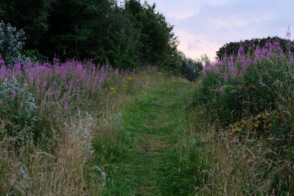 Wildflower path. South Belfast

#dusk #fujifilm #fujixt20 #Belfast #Lisburn #nature #wildflowers #northernireland #ireland