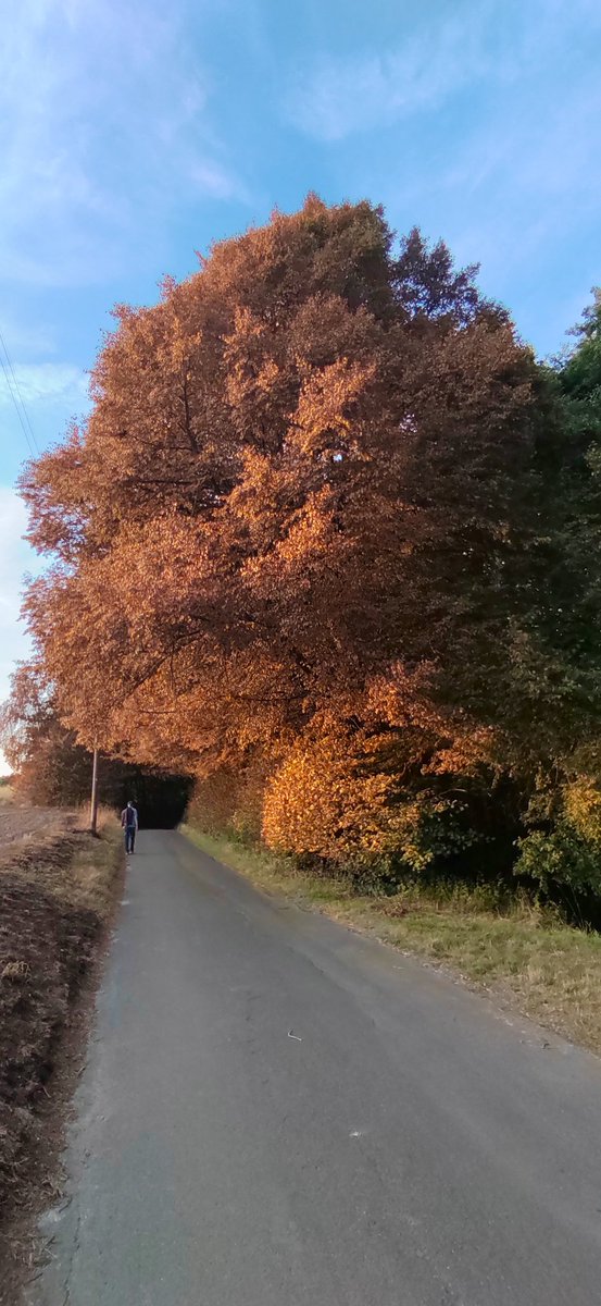 Bäume im Siekertal nach dem Stoppelfeldbrand