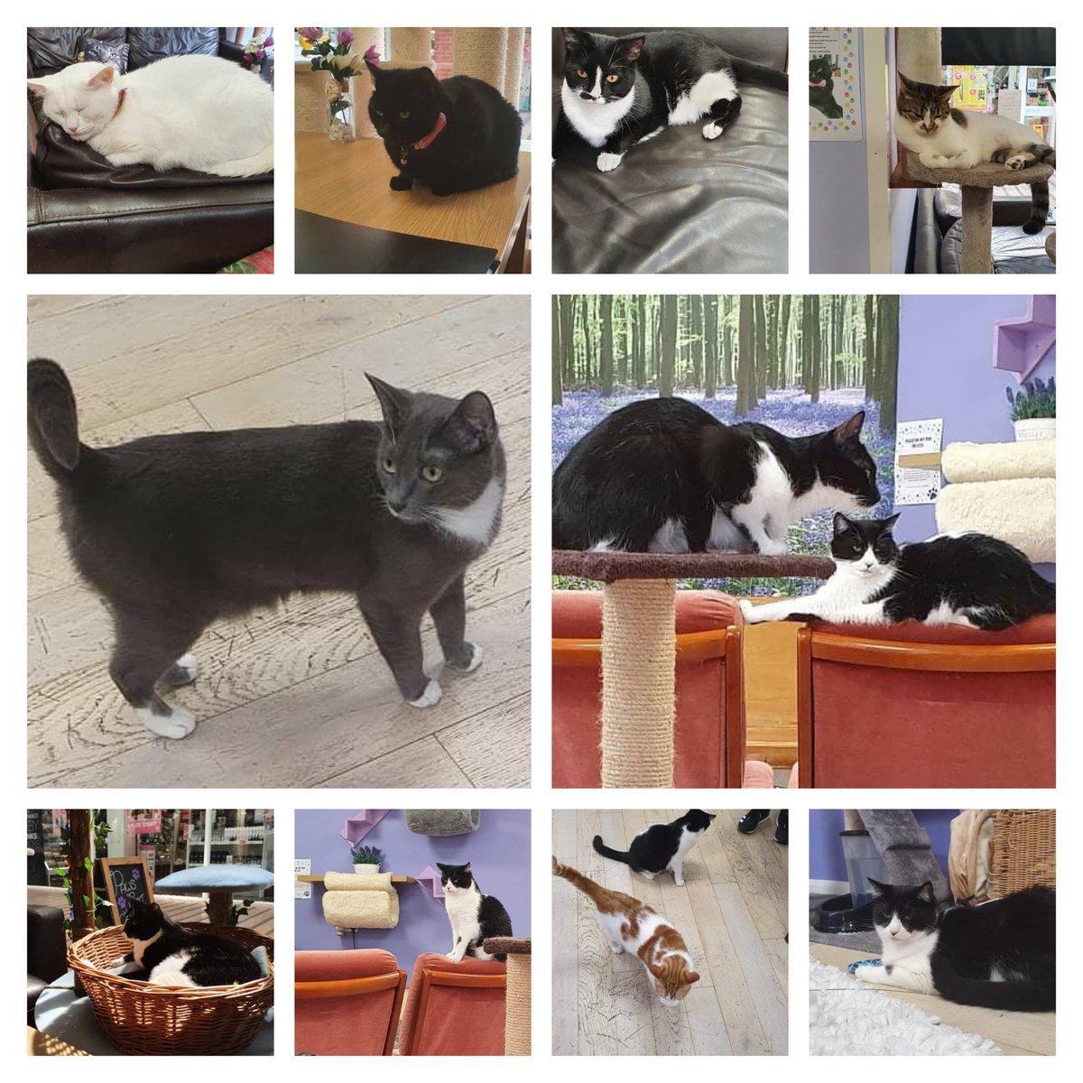 Stacy Draper #CatsDeserveBetter 🟦 tweet media